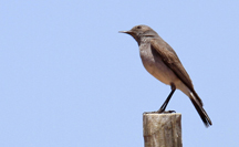 Emarginata schlegelii